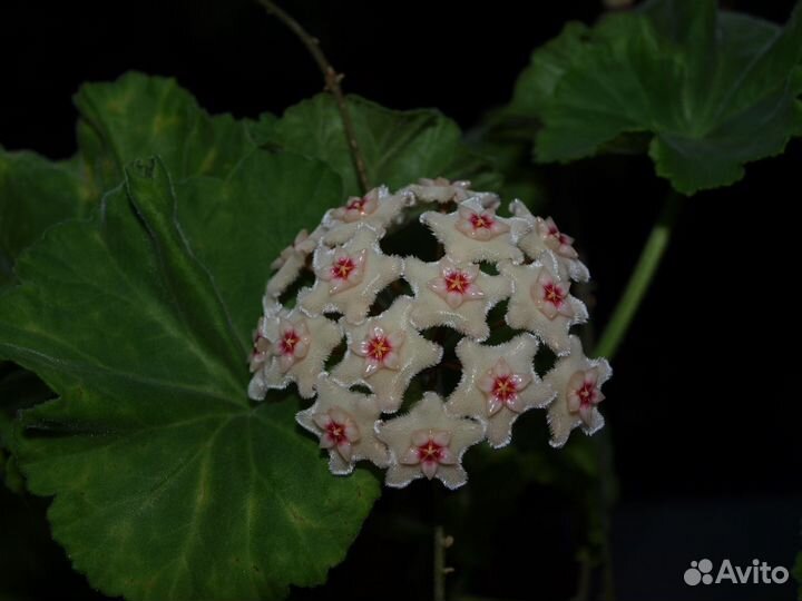 Хойи сортовые