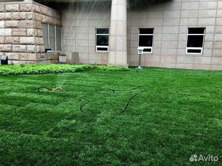 Рулонные газоны мятлик от производителя