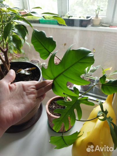 Филодендрон радиатум