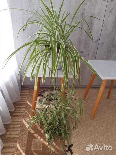 Хлорофитум