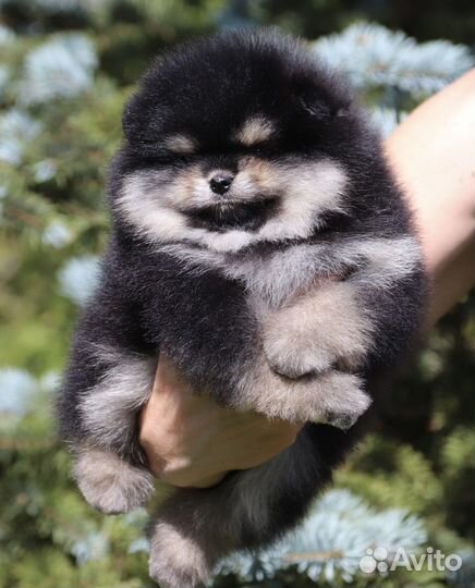 Щенок шпица чёрно-подпалого окраса