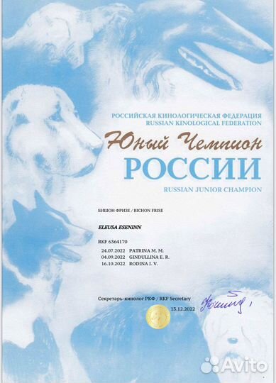 Кобель для вязки бишон фризе