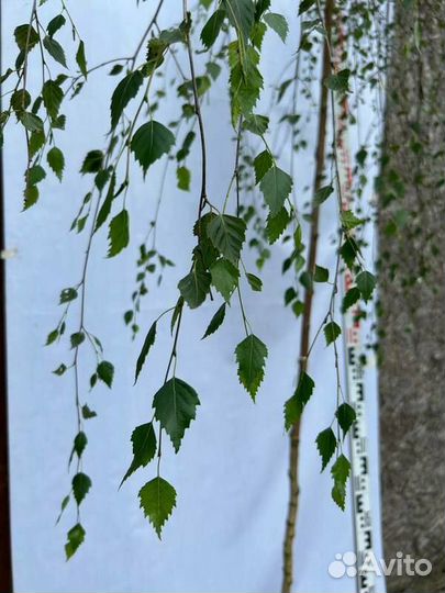 Береза повислая Юнги на штамбе