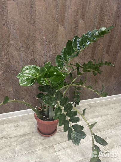 Замиокулькас