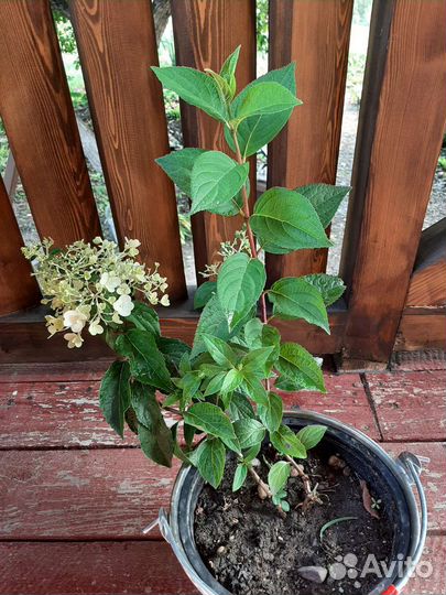 Гортензия метельчатая Скайфул