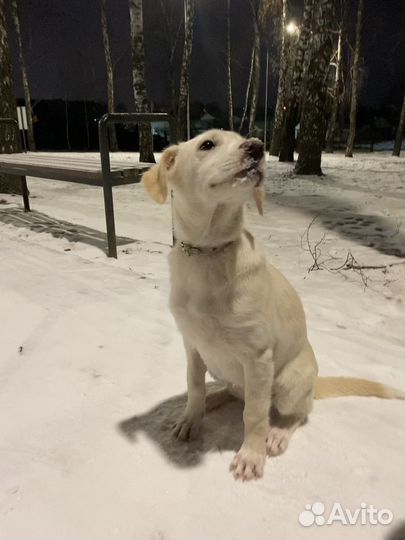 В добрые раки