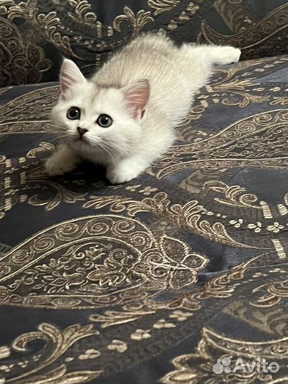 Кошка в дар бесплатно