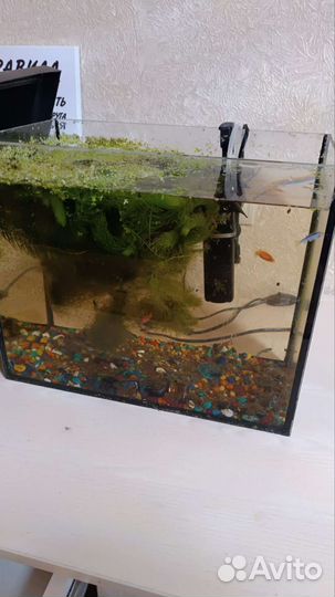Аквариум