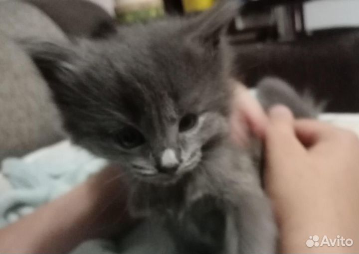 Котята в добрые любящие руки