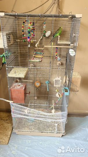 Волнистый попугай