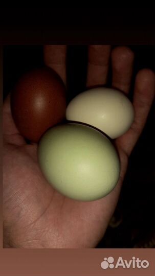 Цветное яйцо породных кур