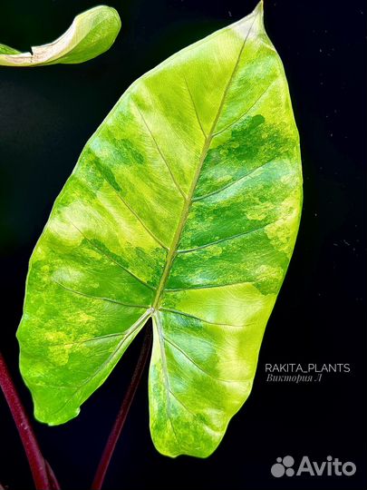 Алоказия блек стем аурея