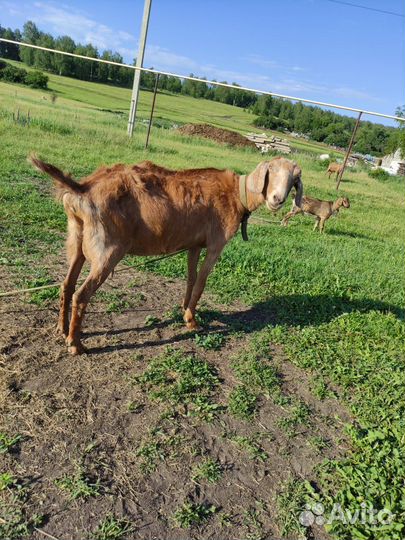 Нубийская коза - продам