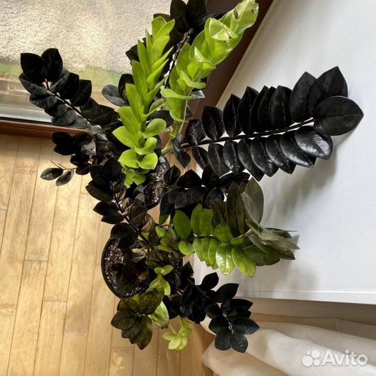 Замиокулькас Равен