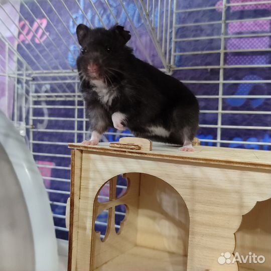 Сирийский хомяк