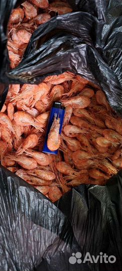 Креветка черноморская, азовская