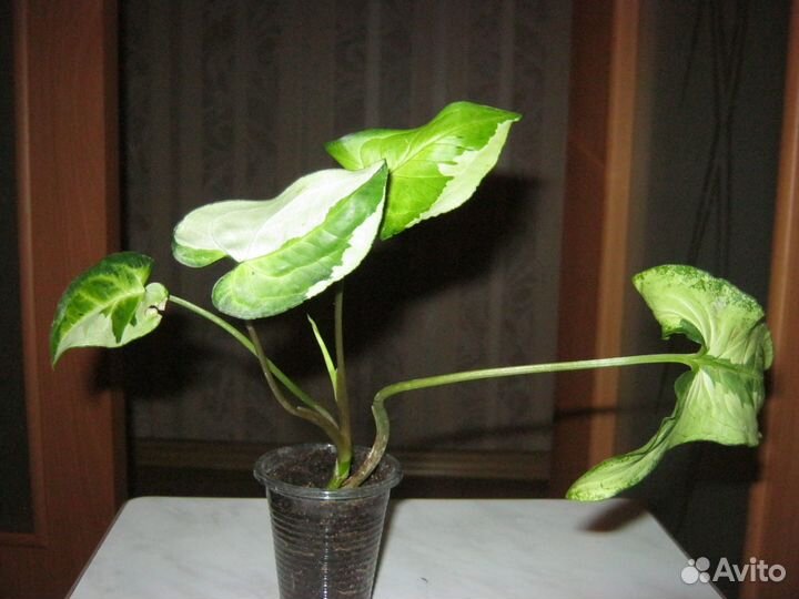 Сингониумы сортовые