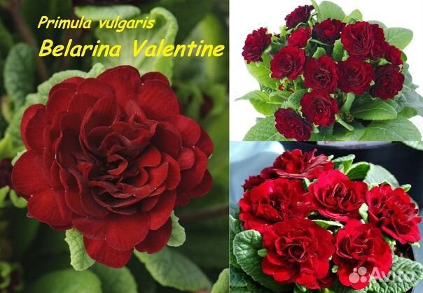 Примула беларина Валентина