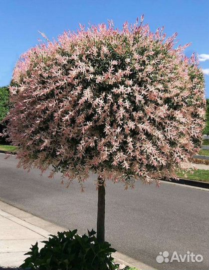 Ива Хакуро нишики