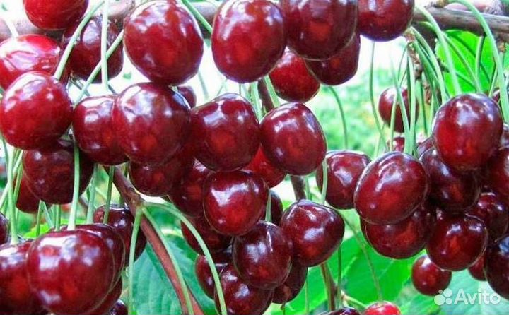 Саженцы вишни Тургеневская