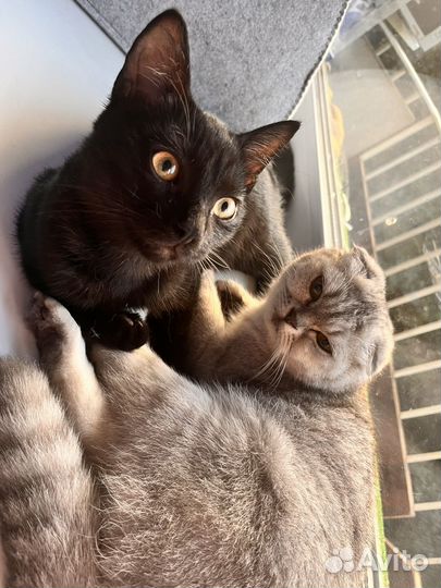 Британская вислоухая кошка