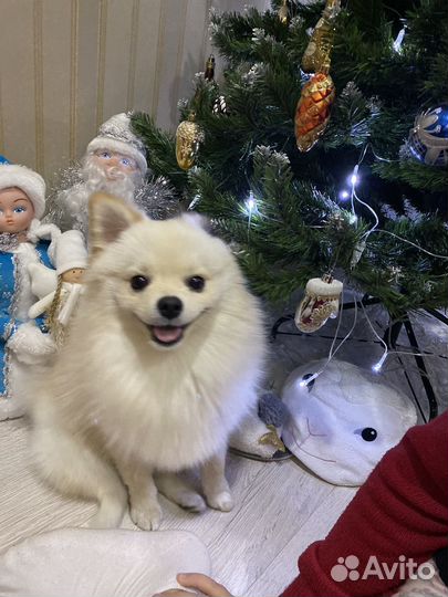 Померанский шпиц