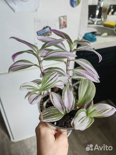 Традесканция