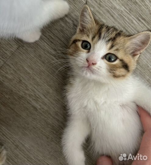 Британский котенок
