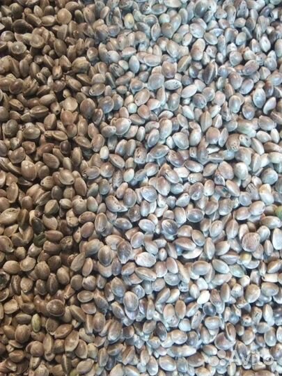 Конопли пищевой, семя, зерно, масло, жмых, мука