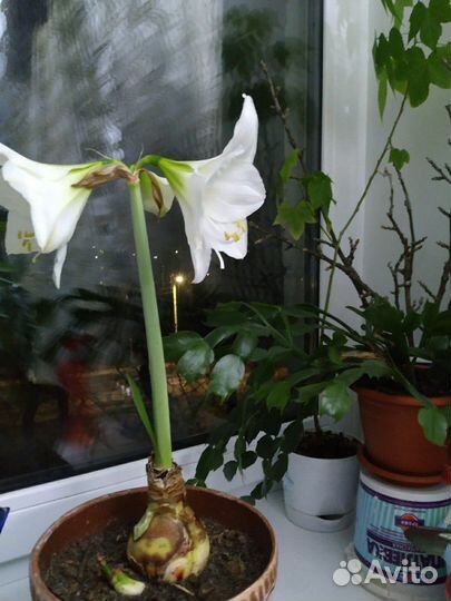 Гипеаструм