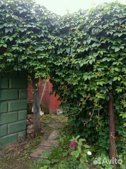 Виноград девичий