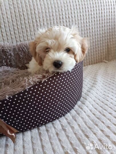 Щенок мальтипу