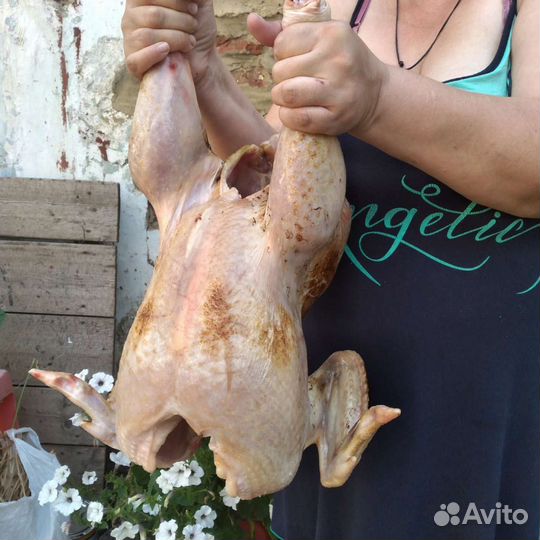 Мясо индюка,гуся