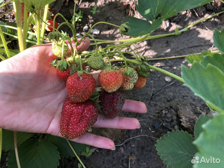 Клубника саженцы Кимберли 70 р