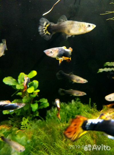 Рыбки гуппи