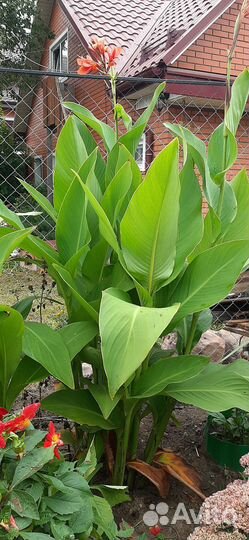 Клубни канны