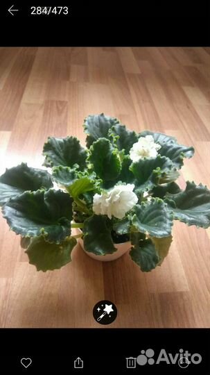 Продам сортовые фиалки детки и стартеры