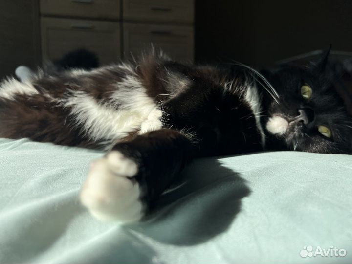 Отдам кота в добрые руки