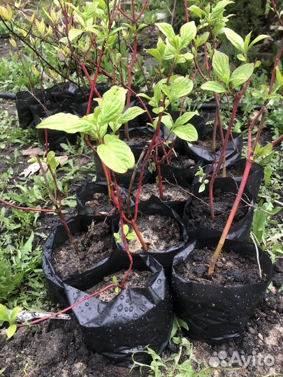 Дерен красный