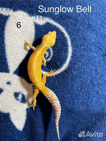 Эублефар гекон