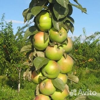 Саженцы Яблоня колоновидная Малюха