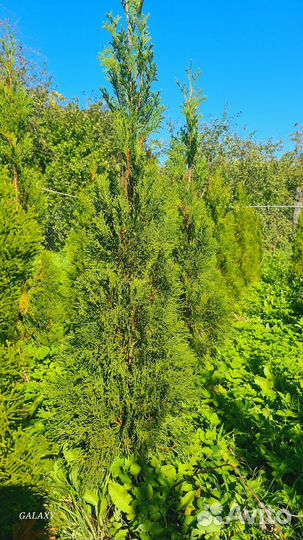 Саженцы туи