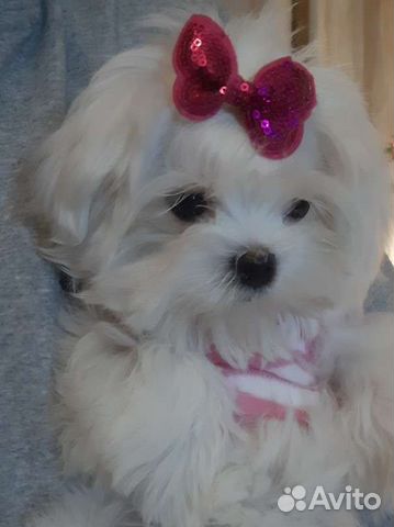 Мальтезе. Мальтийская болонка