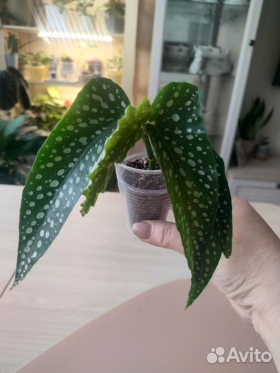 Бегония декоративно лиственная