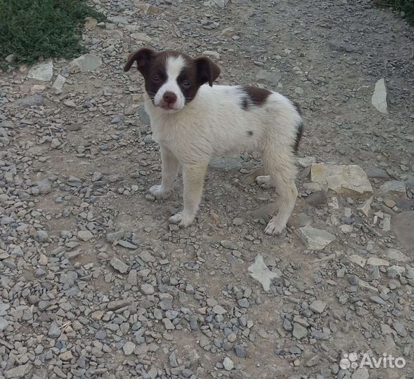 Щенки в добрые ручки
