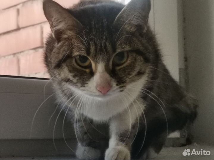 Кошка в дар