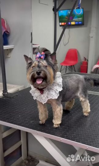 Груминг собак