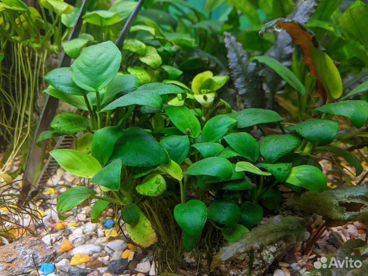 Криптокорины