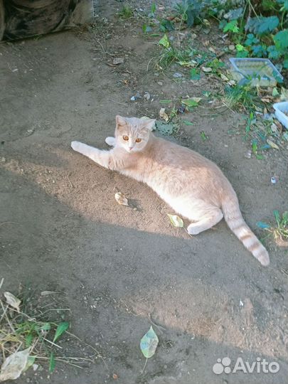 Рыжая британская кошечка