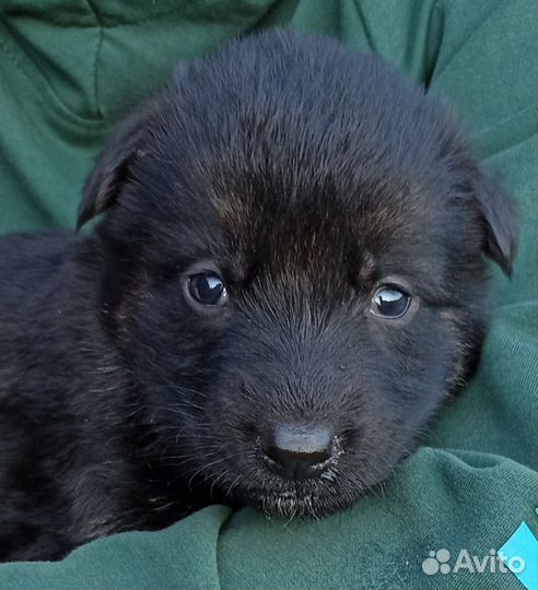 Щенки немецкой овчарки